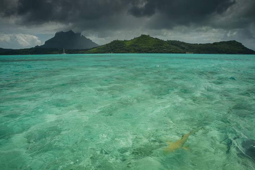 Photo - Polynésie Française - Vue du sol - Bora Bora #5